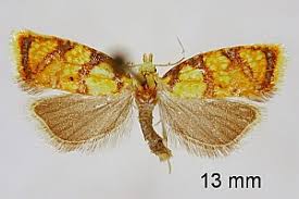 Attēlu rezultāti vaicājumam “Acleris bergmanniana”