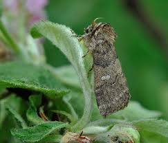 Attēlu rezultāti vaicājumam “Tethea or”