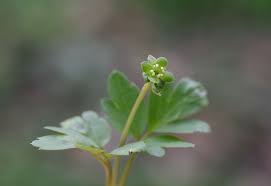Attēlu rezultāti vaicājumam “Adoxa moschatellina”