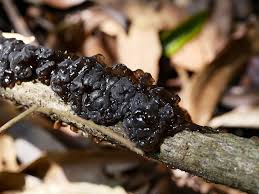 Attēlu rezultāti vaicājumam “Exidia glandulosa”