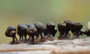 Attēlu rezultāti vaicājumam “Trichia crateriformis stalked”