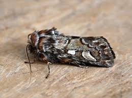 Attēlu rezultāti vaicājumam “Panolis flammea”