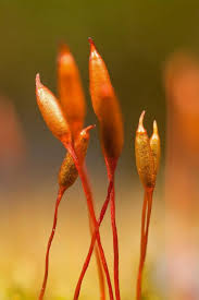 Attēlu rezultāti vaicājumam “Platygyrium repens”