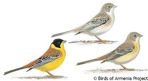 Image result for Emberiza melanocephala