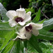 Image result for bilsenkraut