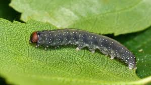 Attēlu rezultāti vaicājumam “Achlya flavicornis”