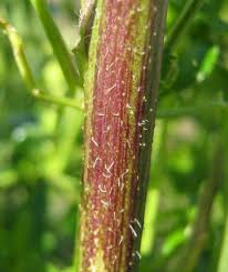 Attēlu rezultāti vaicājumam “Sinapis alba”