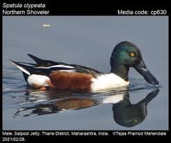 Attēlu rezultāti vaicājumam “Arrhenia spatulata”