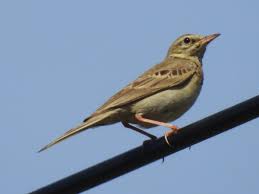 Image result for Anthus campestris