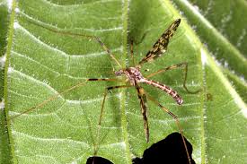 Attēlu rezultāti vaicājumam “Epiphragma ocellare”