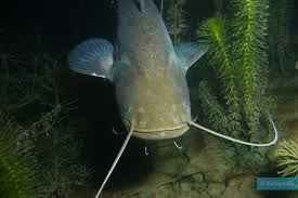 Image result for Silurus glanis