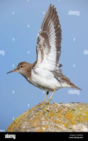 Attēlu rezultāti vaicājumam “Actitis hypoleucos adult”
