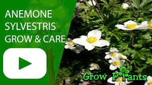 Attēlu rezultāti vaicājumam “Anemone sylvestris”