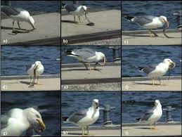 Image result for Larus cachinnans
