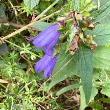 Attēlu rezultāti vaicājumam “Campanula trachelium leaf”