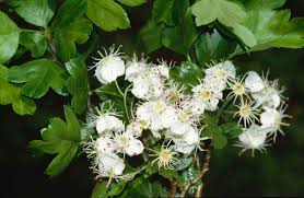 Attēlu rezultāti vaicājumam “Crataegus laevigata flower”