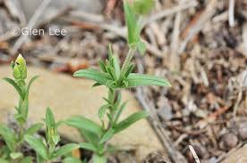 Attēlu rezultāti vaicājumam “Cerastium arvense leaf”