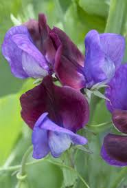 Attēlu rezultāti vaicājumam “Lathyrus”