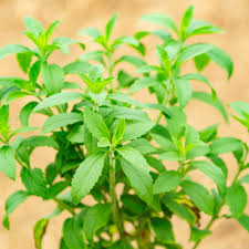 Image result for Stevia rebaudiana