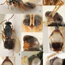 Attēlu rezultāti vaicājumam “Orthosia sp. larva”