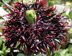 Image result for Papaver somniferum Black