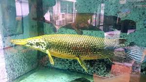 Image result for Garstang A S C