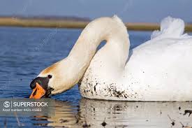 Attēlu rezultāti vaicājumam “Cygnus olor adult”