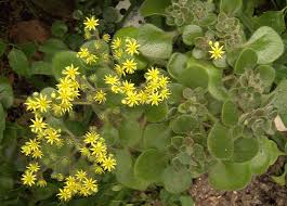 Image result for Aichryson