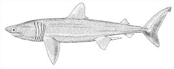 Image result for Cetorhinus maximus