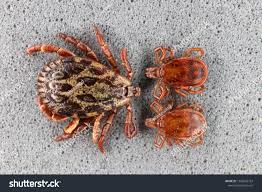 Attēlu rezultāti vaicājumam “Ixodes male”