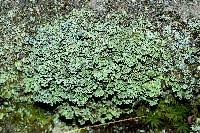 Attēlu rezultāti vaicājumam “Cladonia caespiticia”