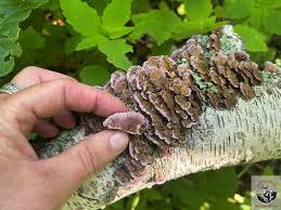 Attēlu rezultāti vaicājumam “Polypores”