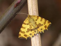 Attēlu rezultāti vaicājumam “Pseudopanthera macularia”