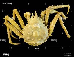 Attēlu rezultāti vaicājumam “Cystostereum murrayi”