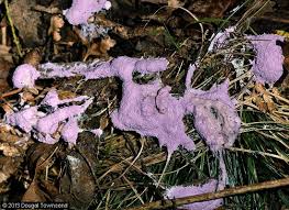 Attēlu rezultāti vaicājumam “Nectriopsis violacea”