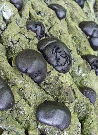 Attēlu rezultāti vaicājumam “Daldinia concentrica”