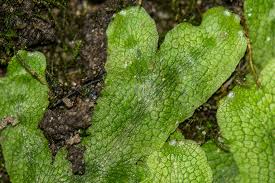 Attēlu rezultāti vaicājumam “Conocephalum salebrosum”