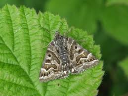 Attēlu rezultāti vaicājumam “Callistege mi”