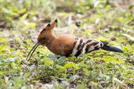 Image result for hoepoe