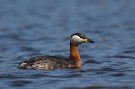 Attēlu rezultāti vaicājumam “Podiceps grisegena”