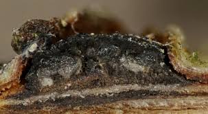 Attēlu rezultāti vaicājumam “Stemonitopsis hyperopta var. landewaldii stalked”