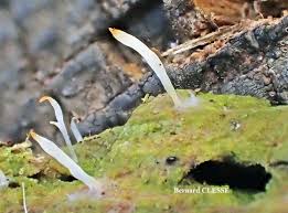 Attēlu rezultāti vaicājumam “Multiclavula mucida”