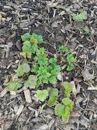 Attēlu rezultāti vaicājumam “Ranunculus lanuginosus bud”
