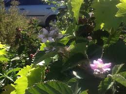 Attēlu rezultāti vaicājumam “Rubus plicatus flower”
