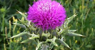 Image result for Silybum marianum
