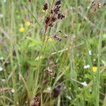 Attēlu rezultāti vaicājumam “Luzula multiflora fruit”