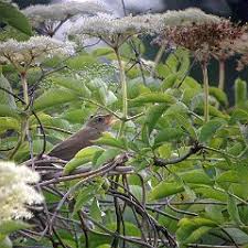 Image result for Locustella fluviatilis