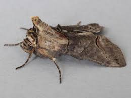 Attēlu rezultāti vaicājumam “Abrostola triplasia”