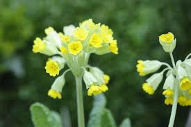 Image result for Primula veris