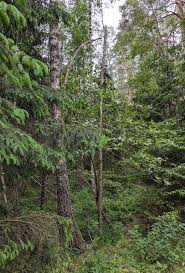 Attēlu rezultāti vaicājumam “Poecile montanus adult”